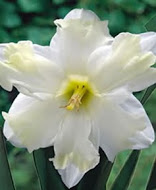 Нарцис (Narcissus) Cassata